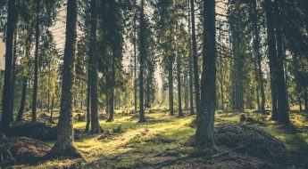 Hvorfor nettcasino er bedre for miljøet