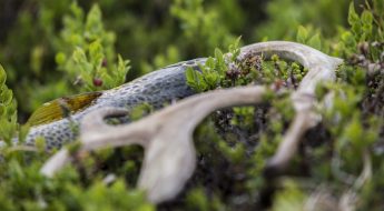 Nyt en fjelltur i kjent norsk natur